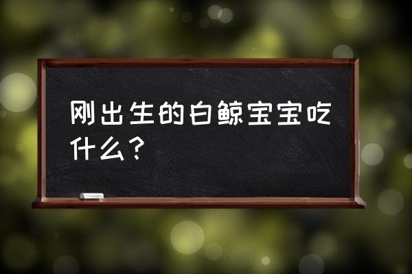 鲸鱼宝宝生下来吃什么 刚出生的白鲸宝宝吃什么？