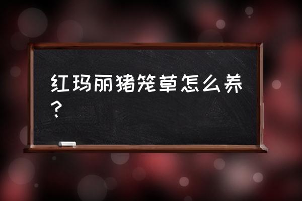 哪种猪笼草好养 红玛丽猪笼草怎么养？