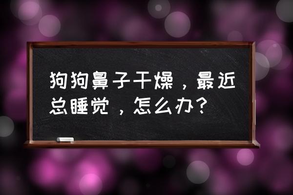 狗狗睡觉鼻子干 狗狗鼻子干燥，最近总睡觉，怎么办？