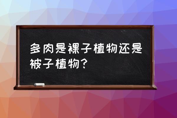 肉质植物属于什么植物 多肉是裸子植物还是被子植物？