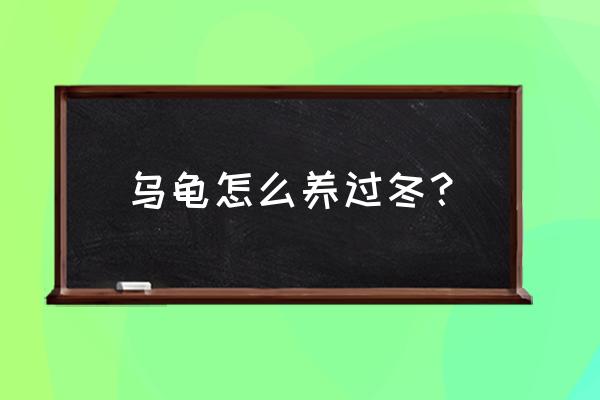 冬季养小乌龟怎么养 乌龟怎么养过冬？