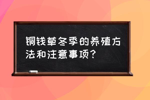 铜钱草家庭养殖的禁忌 铜钱草冬季的养殖方法和注意事项？