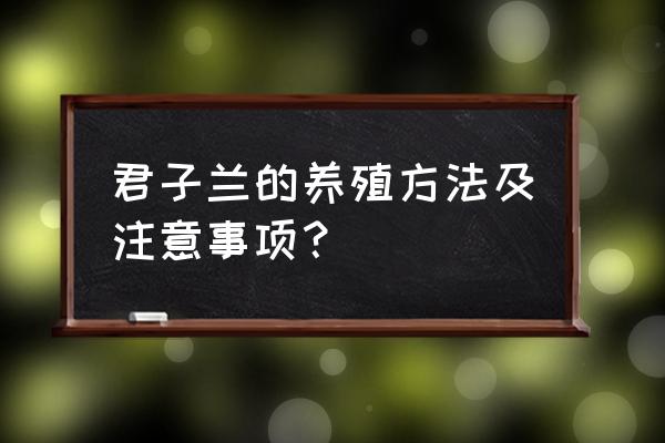 君子兰的养护注意事项 君子兰的养殖方法及注意事项？