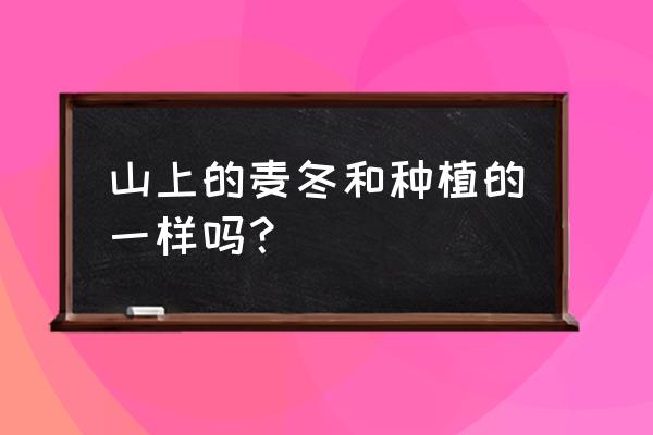 野生麦冬和种植麦冬的区别 山上的麦冬和种植的一样吗？