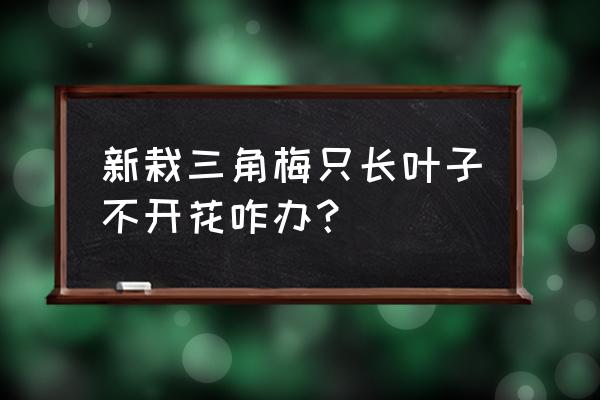 三角梅总不开花怎么回事 新栽三角梅只长叶子不开花咋办？