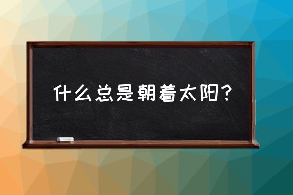 太阳能向日葵简介 什么总是朝着太阳？