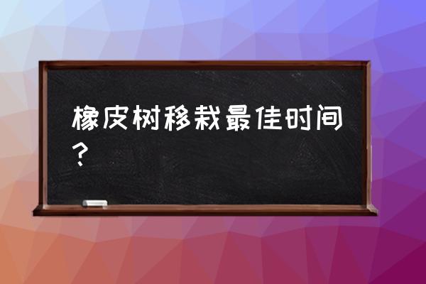 橡皮树怎么养最旺 橡皮树移栽最佳时间？