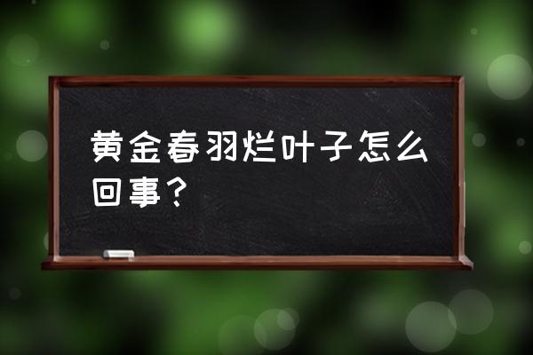 黄金树叶多少钱 黄金春羽烂叶子怎么回事？