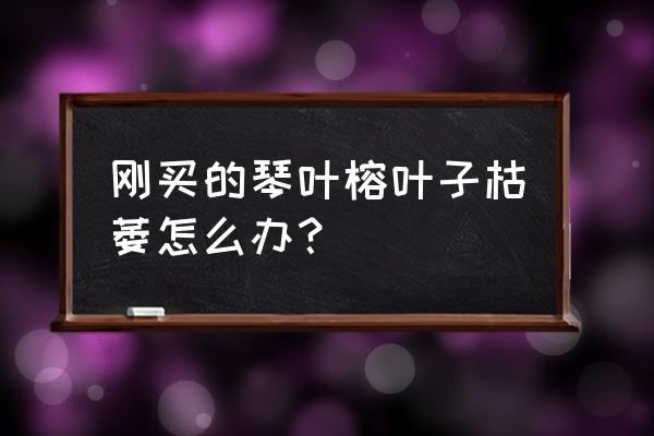 琴叶榕换盆后叶子掉光了还会长吗 刚买的琴叶榕叶子枯萎怎么办？