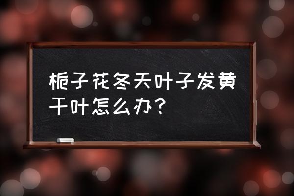 栀子花叶子慢慢变黄什么原因呢 栀子花冬天叶子发黄干叶怎么办？