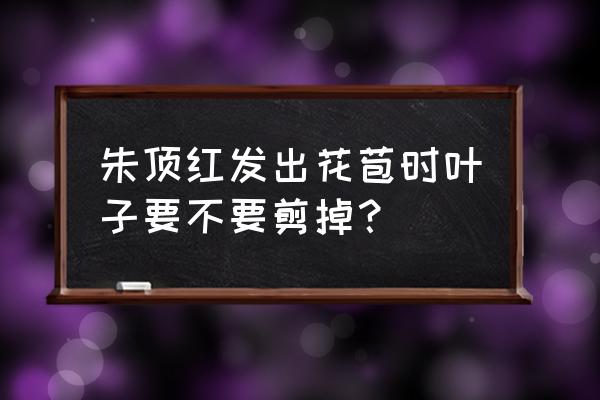 朱顶红什么时候剪叶子 朱顶红发出花苞时叶子要不要剪掉？