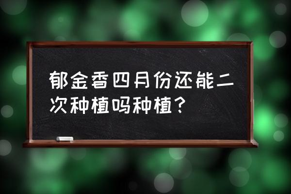 郁金香第二年能继续种植吗 郁金香四月份还能二次种植吗种植？