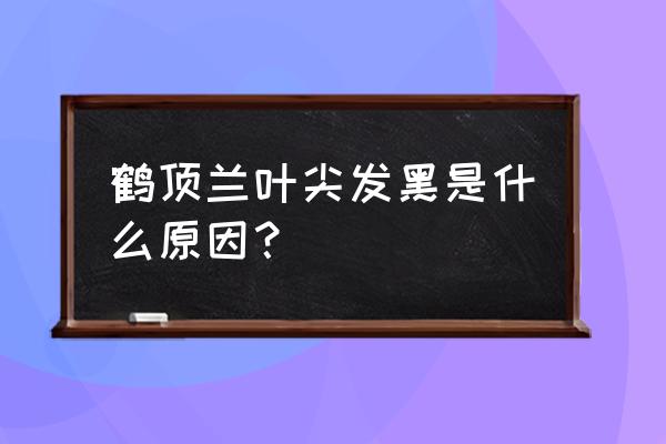 新买的鹤顶兰怎么养 鹤顶兰叶尖发黑是什么原因？