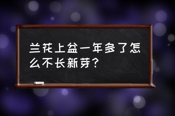 怎么让兰花长得粗壮一点 兰花上盆一年多了怎么不长新芽？