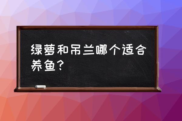 最好养的绿萝吊兰 绿萝和吊兰哪个适合养鱼？