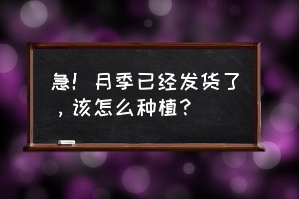 盆栽月季花的正常正确护理方法 急！月季已经发货了，该怎么种植？