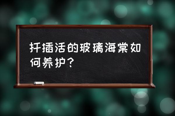 卧室玻璃海棠怎么养 扦插活的玻璃海棠如何养护？