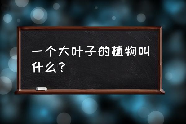 最好养一些个头比较高大的植物 一个大叶子的植物叫什么？