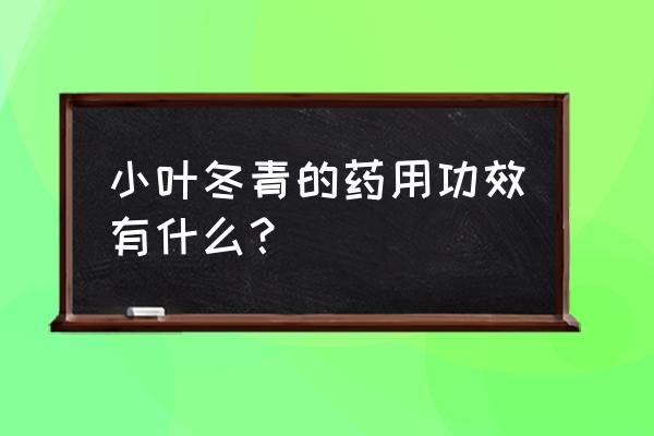 农村常见的冬青有什么功效和作用 小叶冬青的药用功效有什么？