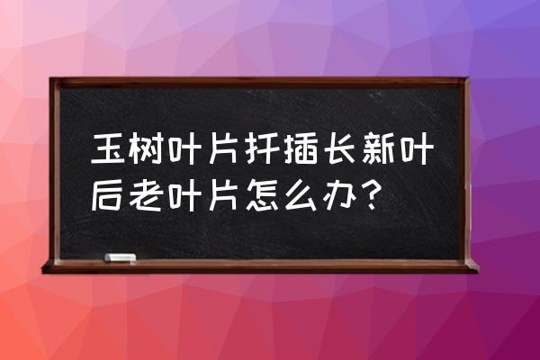 玉树叶子干枯怎么补救 玉树叶片扦插长新叶后老叶片怎么办？