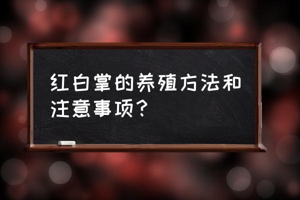 粉掌水养的正确方法 红白掌的养殖方法和注意事项？