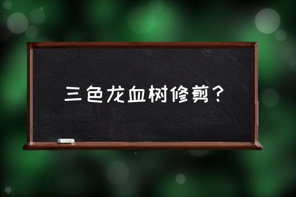 龙血树开花后如何处理 三色龙血树修剪？