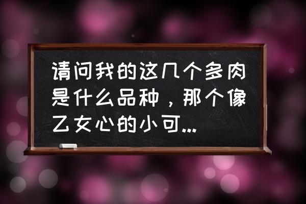 蒂亚开花和花剑怎么处理 请问我的这几个多肉是什么品种，那个像乙女心的小可爱开完花会死吗？