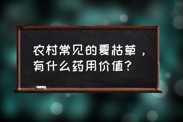 石决明的副作用及禁忌 农村常见的夏枯草，有什么药用价值？