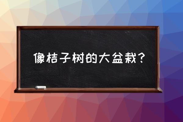 什么水果树小可以盆栽 像桔子树的大盆栽？