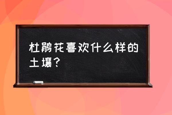 我的世界杜鹃花丛怎么采集 杜鹃花喜欢什么样的土壤？