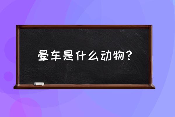 晕车会随着年龄消失吗 晕车是什么动物？