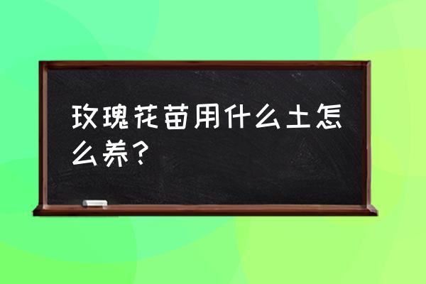 怎么才能做出好看的玫瑰花 玫瑰花苗用什么土怎么养？