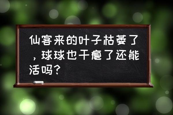 仙客来的花枯萎了要摘掉吗 仙客来的叶子枯萎了，球球也干瘪了还能活吗？