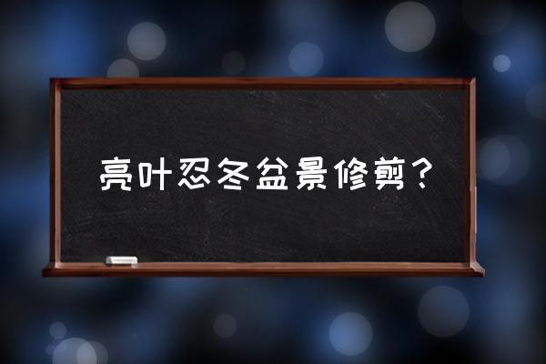 忍冬盆栽怎么种植 亮叶忍冬盆景修剪？