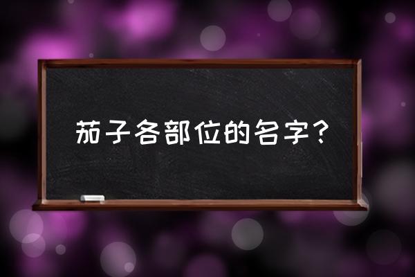 蒂代表什么器官 茄子各部位的名字？