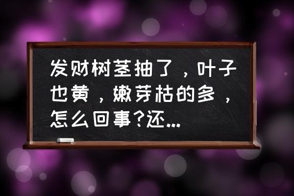 大发财树主干烂怎么补救 发财树茎抽了，叶子也黄，嫩芽枯的多，怎么回事?还能活不？