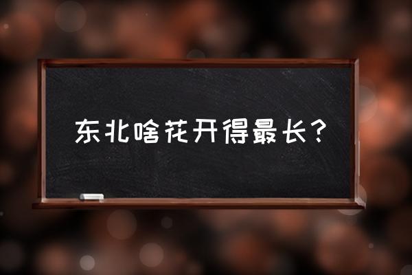 金光菊冬天的养殖方法 东北啥花开得最长？