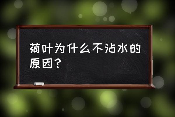 荷叶之所以滴水不沾的主要原因 荷叶为什么不沾水的原因？