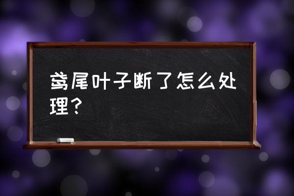 户外鸢尾叶子发黄怎么办 鸢尾叶子断了怎么处理？