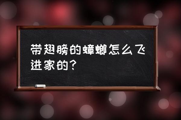 会飞的是公蟑螂还是母蟑螂 带翅膀的蟑螂怎么飞进家的？