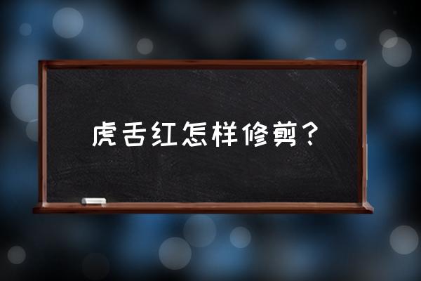 虎舌红盆栽价格 虎舌红怎样修剪？