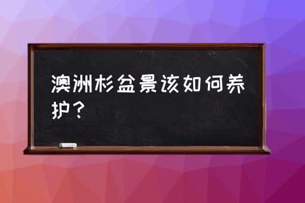 澳洲杉死了怎么救活 澳洲杉盆景该如何养护？