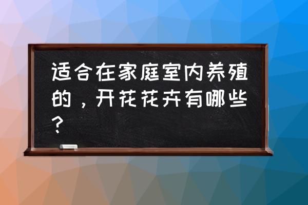 非洲堇缺点 适合在家庭室内养殖的，开花花卉有哪些？