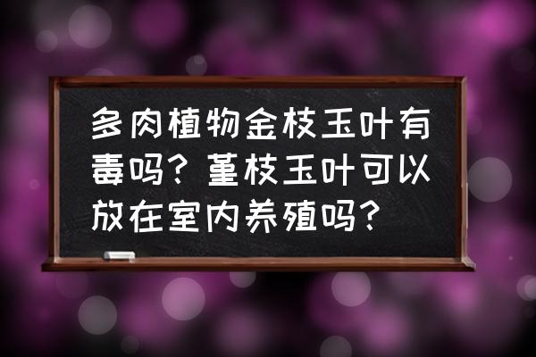 室内有毒花卉图片大全 多肉植物金枝玉叶有毒吗？堇枝玉叶可以放在室内养殖吗？