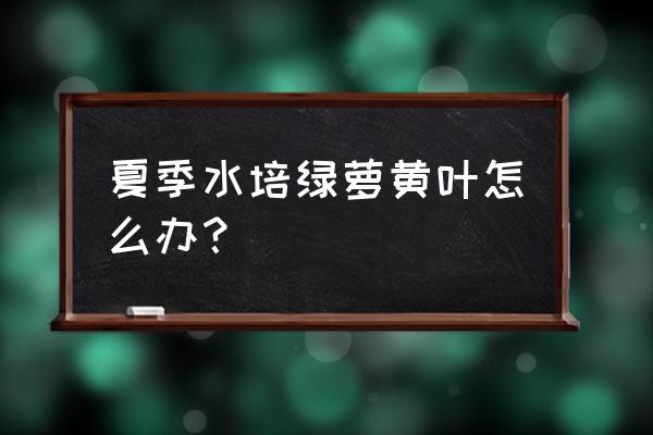 绿萝浇水多了叶变黄了怎么补救 夏季水培绿萝黄叶怎么办？