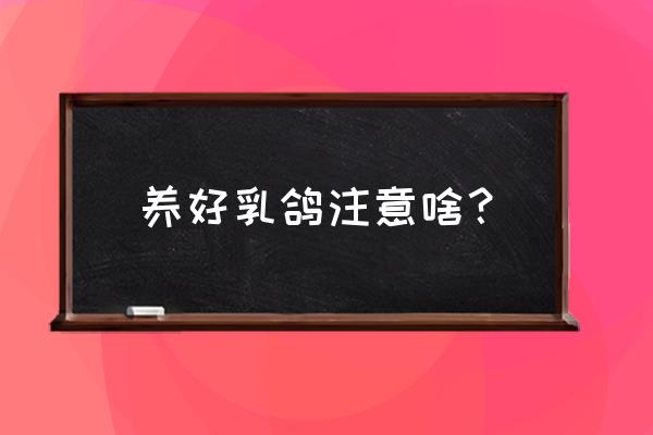 养鸽子应该注意什么好 养好乳鸽注意啥？