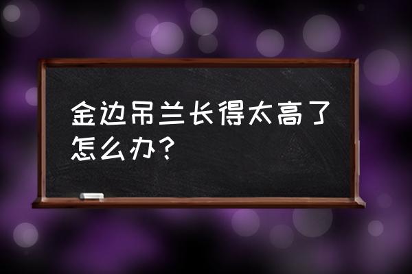 吊兰叶尖发黄怎么补救最快 金边吊兰长得太高了怎么办？