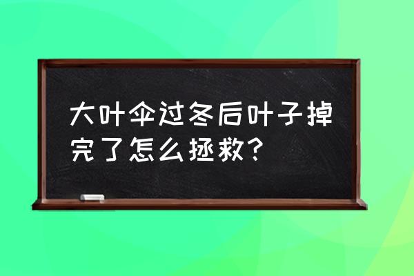 大叶伞用什么土栽培好 大叶伞过冬后叶子掉完了怎么拯救？