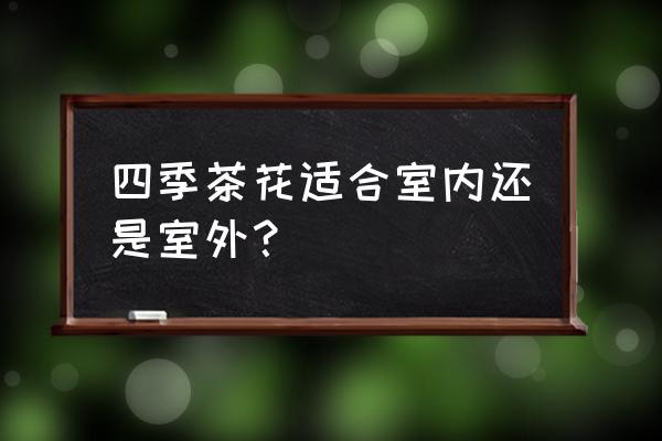 露天阳台养什么花一年四季都有 四季茶花适合室内还是室外？