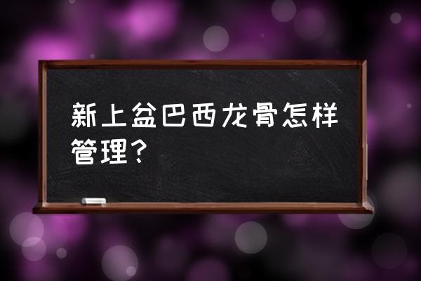 巴西龙骨怎么养得又绿又高 新上盆巴西龙骨怎样管理？